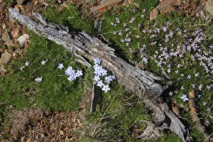 Purple wildflowers blooming in summer in the mountains