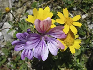 Purple and yellow wildflowers