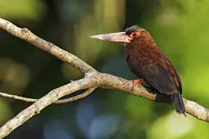 Purus Jacamar (Galbalcyrhynchus purusianus) perched on a branch in Manu National Park