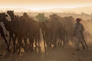 Pushkar Mela, Rajasthan, India