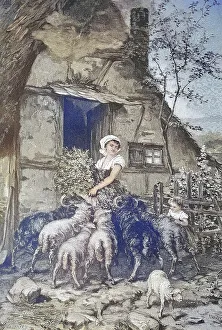 Pushy sheep feeding the animals