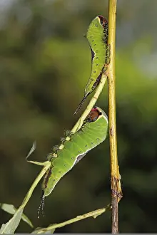 Puss moth (Cerura vinula)