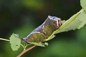 Puss Moth (Cerura vinula) caterpillar