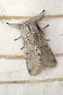 Puss Moth (Cerura vinula), Perktoldsdorf