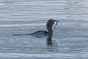 Pygmy Cormorant with fish in beak swimming in water looking right
