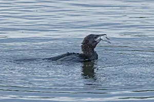 Pygmy Cormorant with fish in beak swimming in water looking right