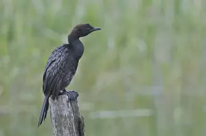 Pygmy Cormorant (Phalacrocorax pygmeus)