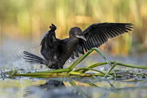 Pygmy Cormorant (Phalacrocorax pygmeus)