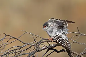 Pygmy Falcon (Polihierax semitorquatus) female