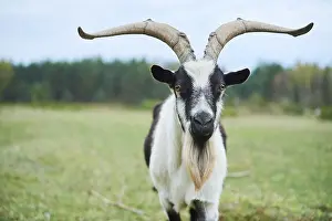Pygmy goat (Capra hircus), Bavaria