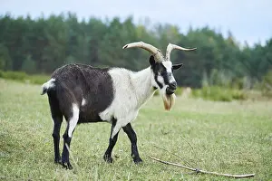 Pygmy goat (Capra hircus), Bavaria