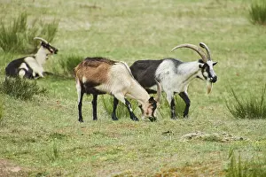 Pygmy goat (Capra hircus), Bavaria