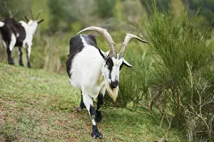 Pygmy goat (Capra hircus), Bavaria