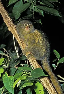Pygmy Marmoset (callithrix) pygmaea