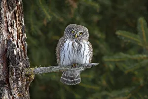 Pygmy Owl (Glaucicium passerinum)