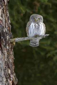 Pygmy Owl (Glaucicium passerinum), sitting on the branch of a tree, Pillberg, Tyrol, Austria, Europe