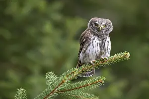 Pygmy Owl (Glaucicium passerinum)