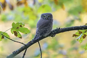Pygmy Owl (Glaucidium passerinum)