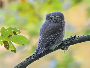 Pygmy Owl (Glaucidium passerinum)