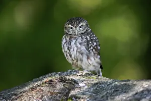 Pygmy Owl (Glaucidium passerinum)