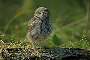 Pygmy Owl (Glaucidium passerinum)