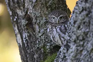 Pygmy Owl (Glaucidium passerinum)