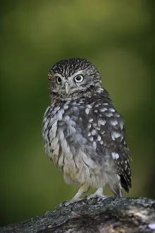 Pygmy Owl (Glaucidium passerinum)