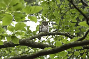 Pygmy owl, Glaucidium passerinum