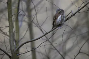 Pygmy Owl (Glaucidium passerinum)