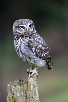 Pygmy Owl (Glaucidium passerinum)