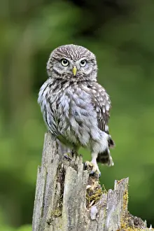 Pygmy Owl (Glaucidium passerinum)