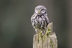 Pygmy Owl (Glaucidium passerinum)
