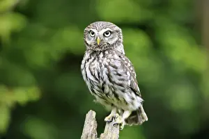 Pygmy Owl (Glaucidium passerinum)