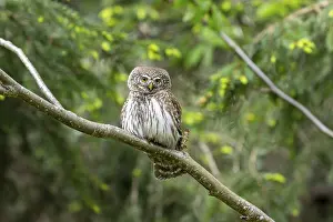 Pygmy Owl (Glaucidium passerinum)