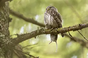 Pygmy Owl (Glaucidium passerinum)