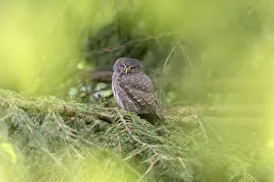 Pygmy Owl (Glaucidium passerinum)