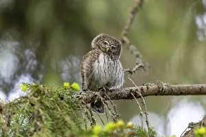 Pygmy Owl (Glaucidium passerinum)