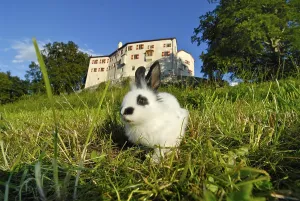 Pygmy Rabbit (Brachylagus idahoensis) on a green meadow in front of Schloss Friedberg castle