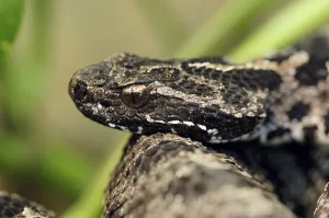 Pygmy Rattlesnake (Sistrurus miliarius barbouri)