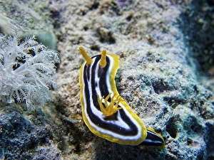 Pyjama Sea Slug (Chromodoris quadricolor)