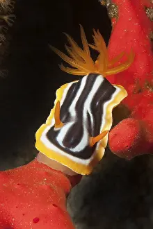 Pyjama star snail (Chromodoris quadricolor)