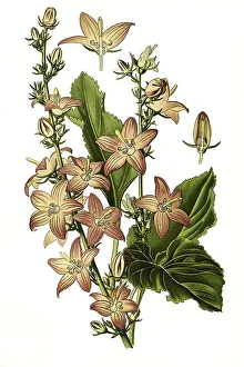 Pyramdialis, Chimney Bell-Flower