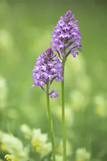 Pyramidal orchid (Anacamptis pyramidalis)