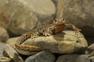 Pyrenean brook salamander (Calotriton asper) at the bottom of a stream