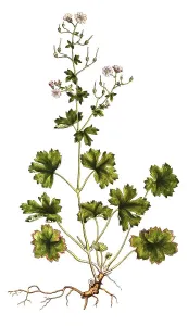 Pyrenean Cranesbill, Geranium pyrenaicum