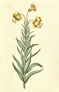 Pyrenean lily (Lilium pyrenaicum) Gouan