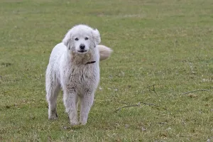 Pyrenean mountain dog on a pasture