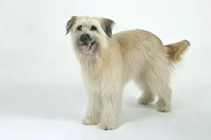 Pyrenean Shepherd Berger des Pyrenees