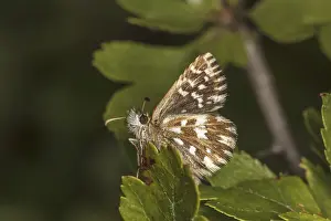 Pyrgus malvae, Malven-Wurfelfleckfalter