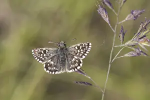 Pyrgus malvae, Malven-Wurfelfleckfalter